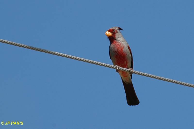 Cardinalis sinuatus